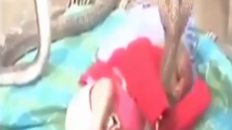 Шокиращо видео: Кобри пазят спящо бебе