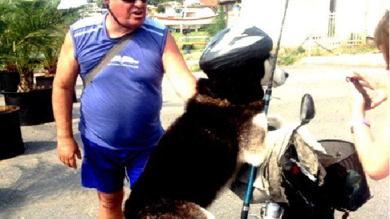 Уникално: Пловдивско куче шофира по-добре от жените! (СНИМКИ)