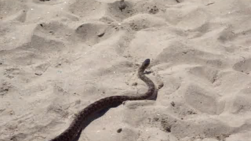 След потопа: Змии плъзнаха на плажа в Приморско!