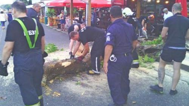 Дърво падна върху заведение в Бургас, по чудо няма жертви 