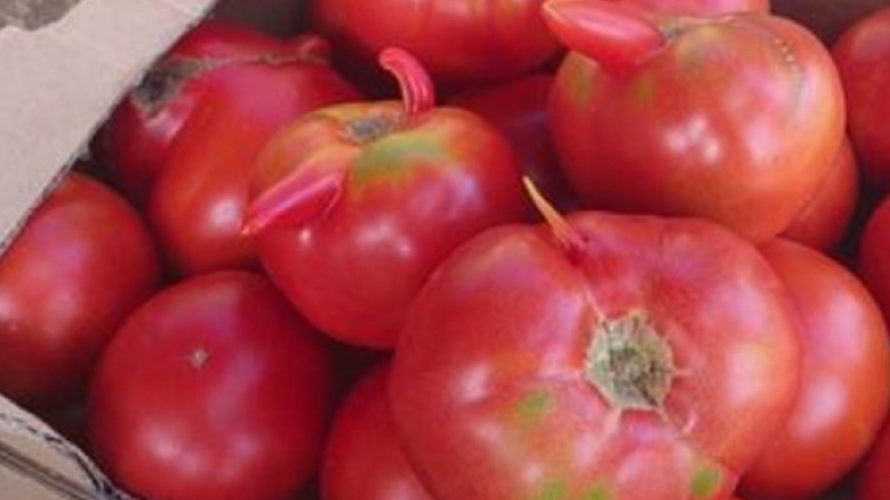 Ето как мутира българският домат от пороите (СНИМКИ)