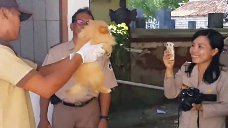 Зверско избиване на кучета на Бали скандализира света (ВИДЕО 18+)