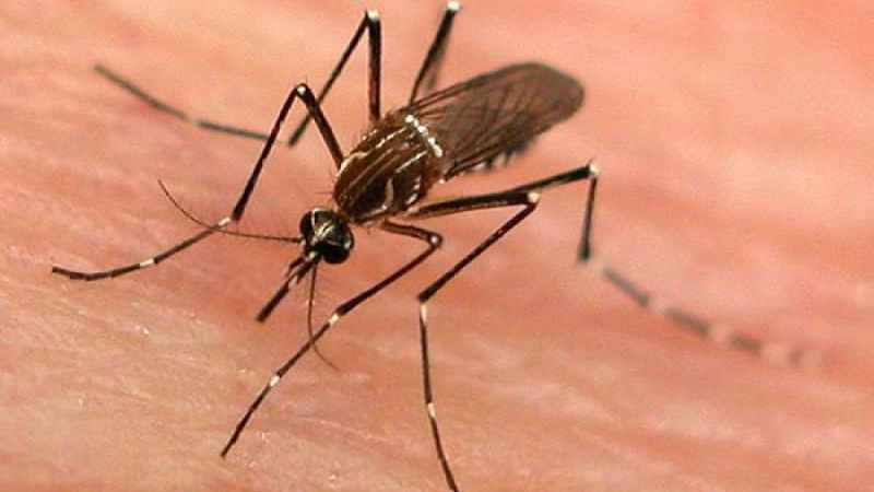 Лесен начин да прогоните досадните комари и мухи