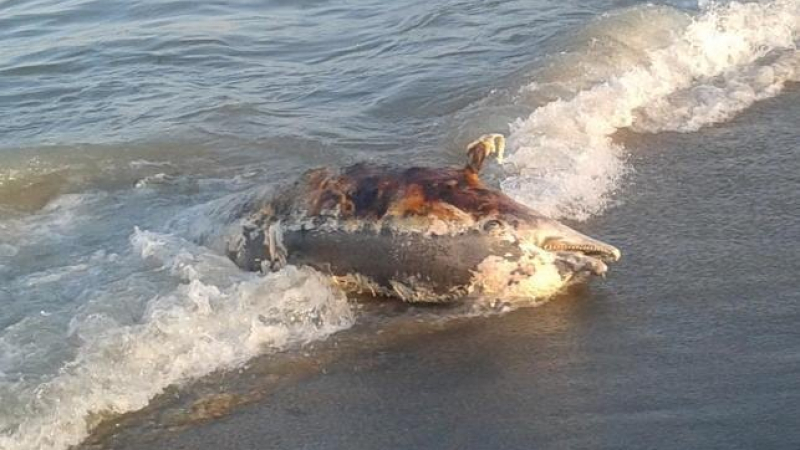 Морето изхвърли прободен делфин край &quot;Дюни&quot;