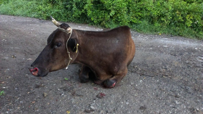 Изроди влачат крава с кола, късат й копитата (СНИМКИ 18+)