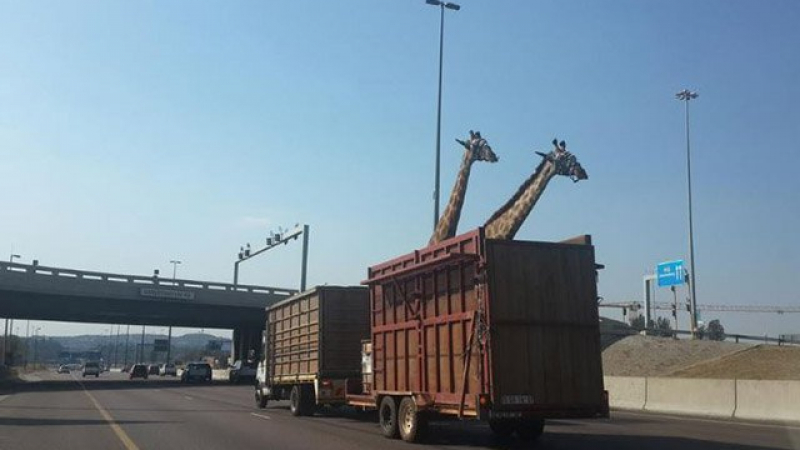 Нисък мост уби жираф