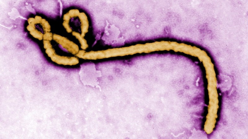Световната банка отпуска 200 милиона долара за борба с еболата