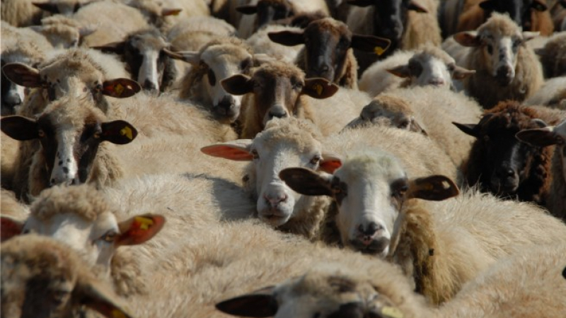 Русия спря вноса на дребен и рогат добитък от България