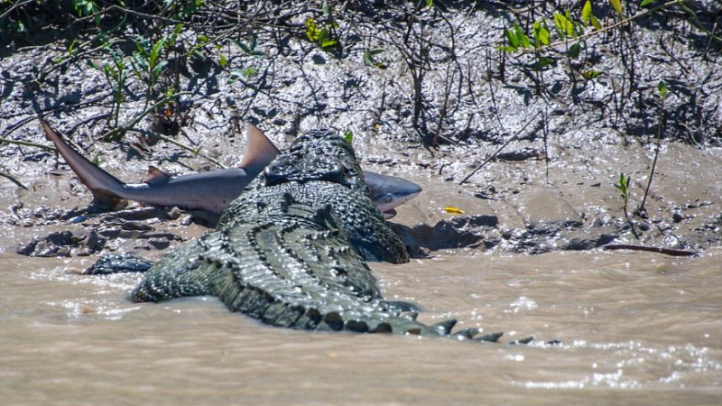 Челюсти си намери майстора: Крокодил изяде акула  