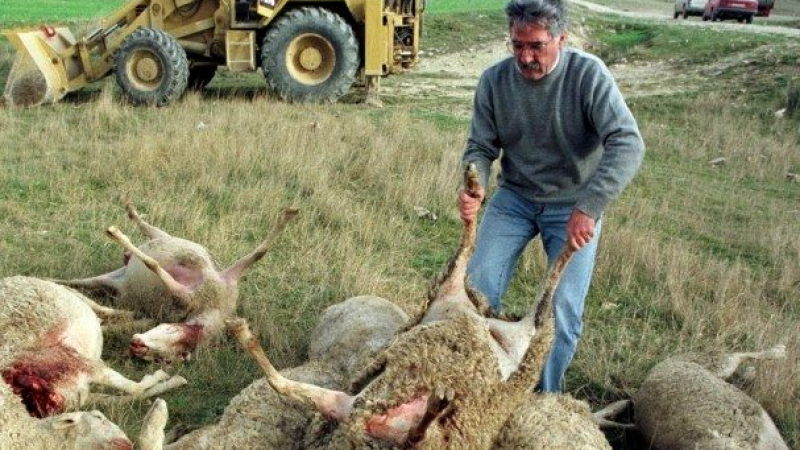 Над 2000 умрели животни разнасят воня и зарази в Ивайловградско!