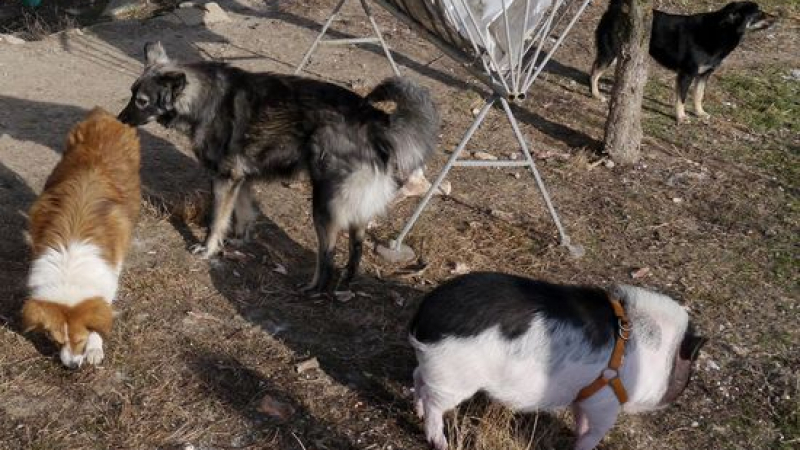 Зли кучета тормозят хората в Гоце Делчев