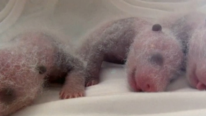 Панда роди тризнаци в китайски зоопарк