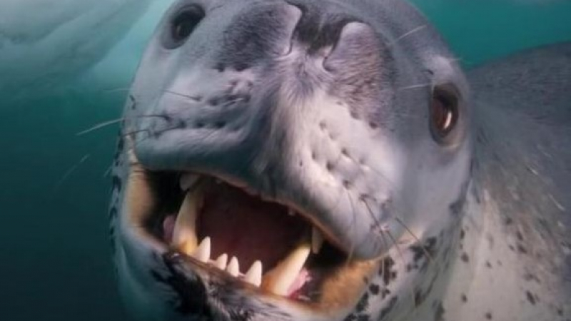 Уникален сблъсък между фотограф и леопардов тюлен (ВИДЕО)