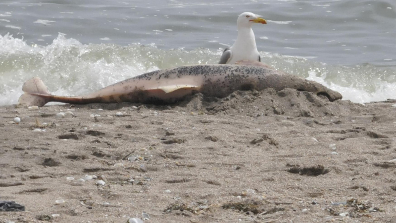 Труп на делфин с дупка на главата намериха на плажа при Равда