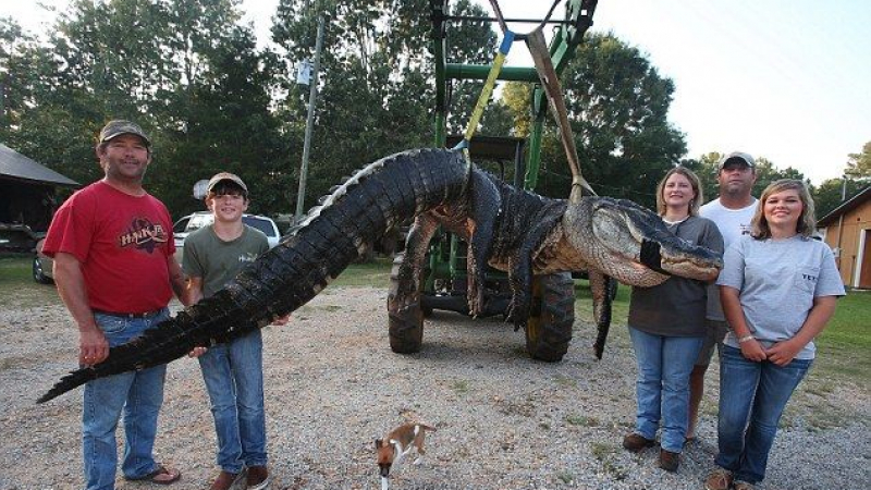 Семейство хвана най-големият алигатор в света? (СНИМКИ)