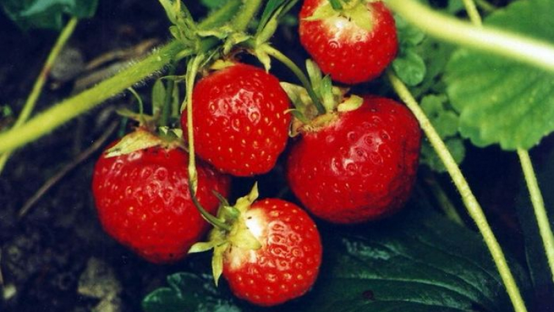 Житейска история: Камерунец и украинка гледат ягоди в Родопите
