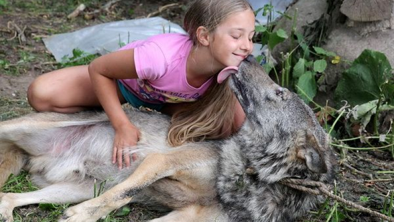 Семейство прибра у дома и укроти глутница вълци (СНИМКИ)