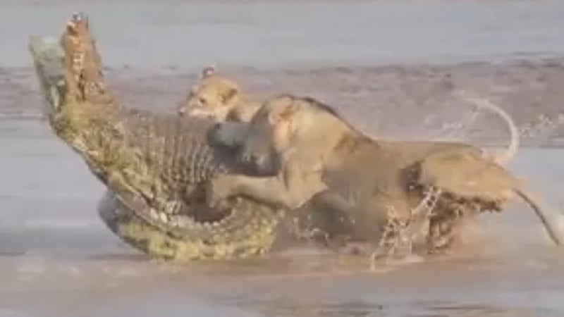 Вижте кой печели битката между лъвове и крокодил! (УНИКАЛНО ВИДЕО)
