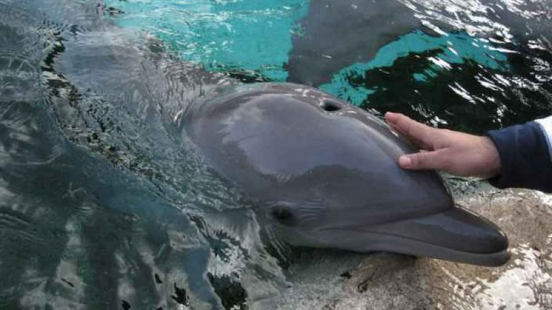 Наши рибари обявиха война на делфините в Черно море