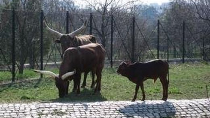 Пестициди в храната са натровили животните в софийския зоопарк