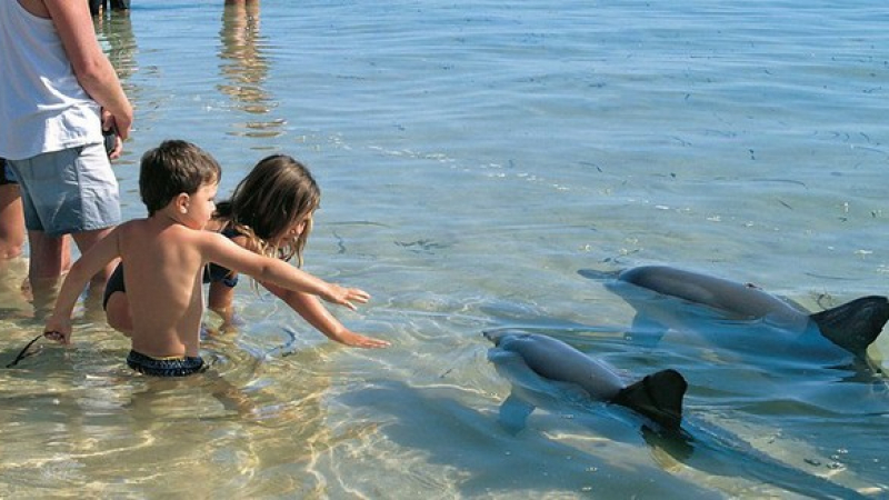 Близо до делфините на остров Манки Миа