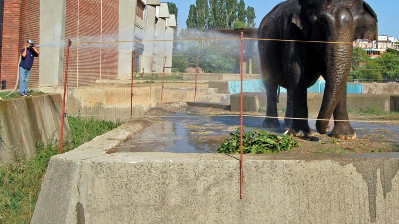 Слоницата Артайда надушила отровата в столичния зоопарк