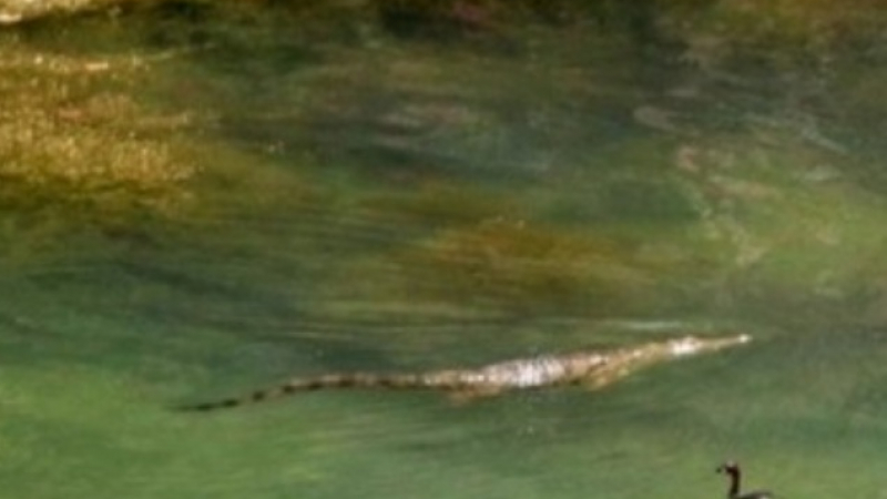Крокодилът, който върлува в Крит, се отскубна от примката на ловец