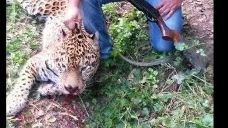 Образуваха досъдебно производство за убийството на ягуара Алонсо