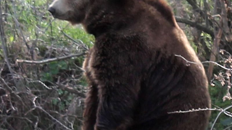 Ужас в Калофер: Две момчета катастрофираха в мечка