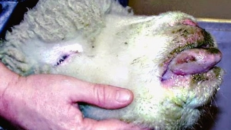 В Ловешко са умрели над 200 животни с непотвърдена диагноза &quot;син език&quot;