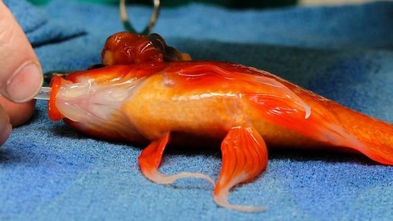 Оперираха златна рибка от тумор в мозъка