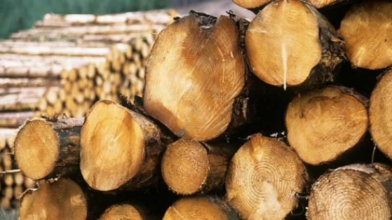 Фирми за дървесина мамят клиентите си 