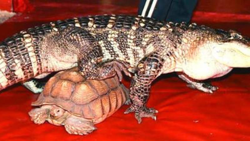 Дует за крокодил и костенурка в Столичния цирк