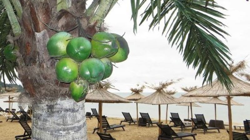 Кокосовите палми във Варна вещаят сурова зима