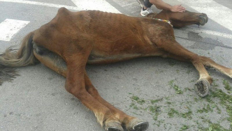 Спасиха малтретираната жестоко от цигани кобила Виктория (СНИМКИ)