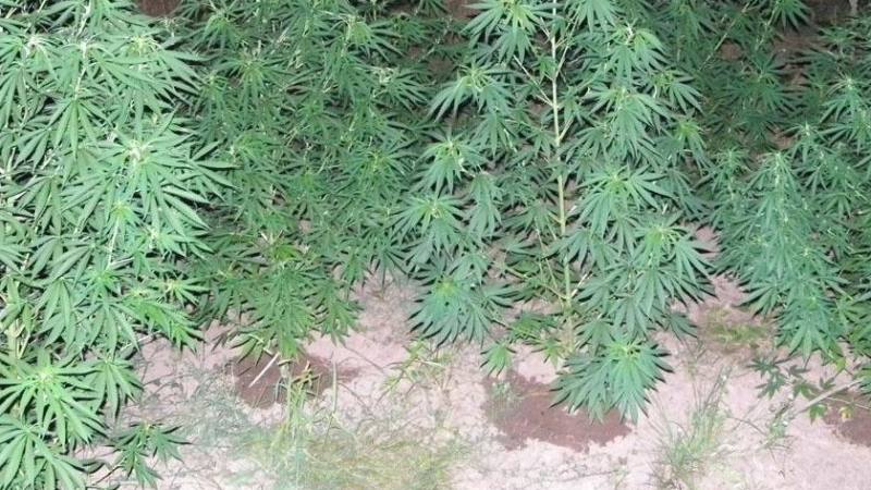 „Алтернативен” земеделец влиза в пандиза - засял плантация с марихуана 