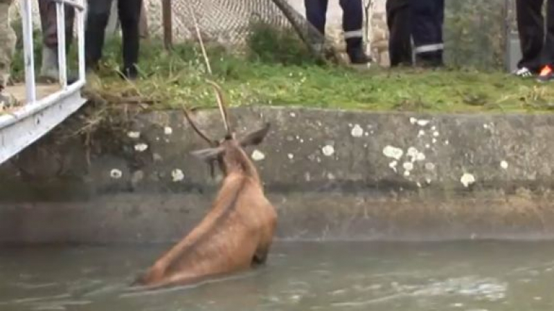 Спасиха благороден елен от удавяне в казанлъшко село (ВИДЕО)