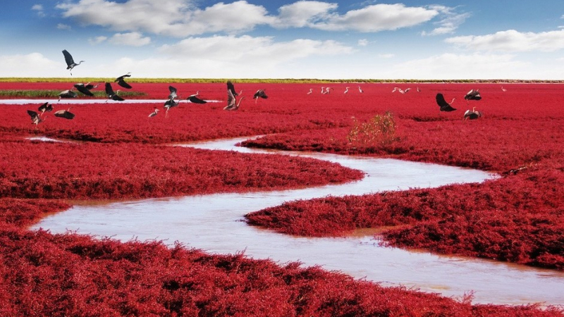 Вижте удивителния червен плаж в Китай (СНИМКИ)