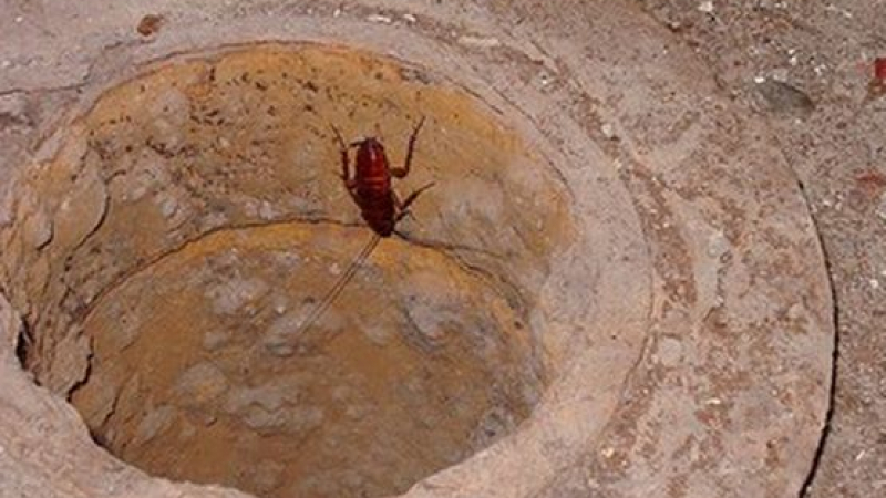 Нилска хлебарка налазва здраво Южна България
