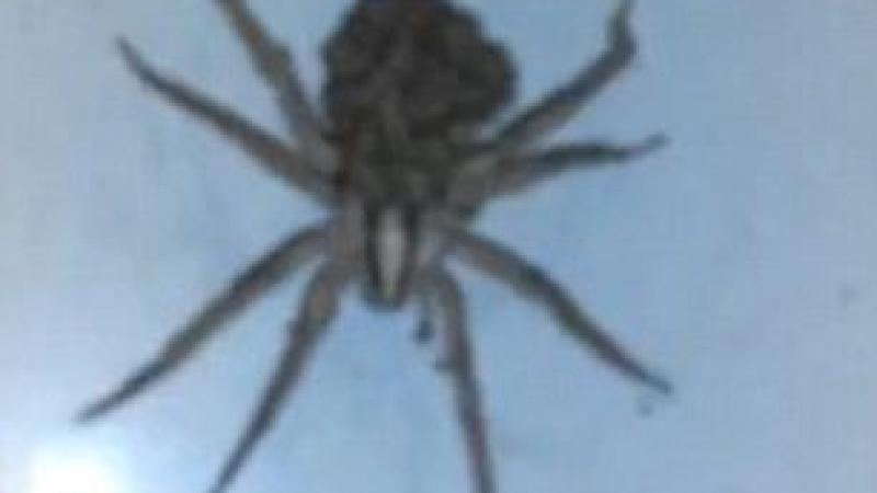 Вижте най-отвратителното ВИДЕО с паяк