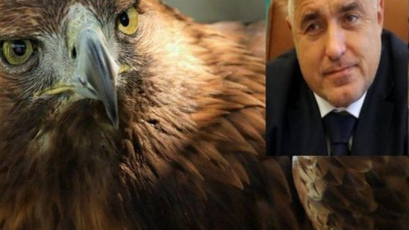 Кръщават царски орел на Бойко Борисов