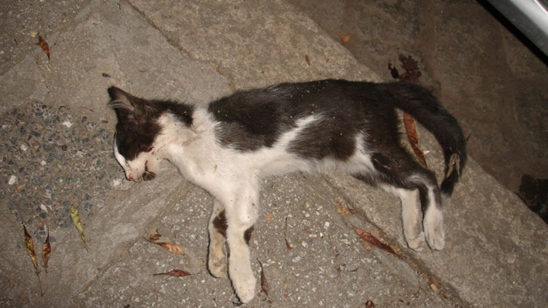 Масови убийства на животни в Пловдив