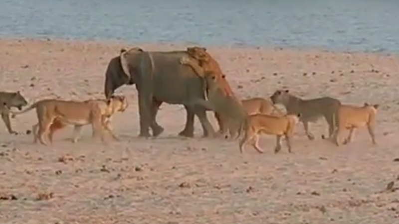 Слонче се спаси от 14 лъва (ВИДЕО)