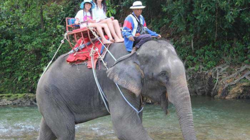 Възбуден слон похити две туристки в Тайланд
