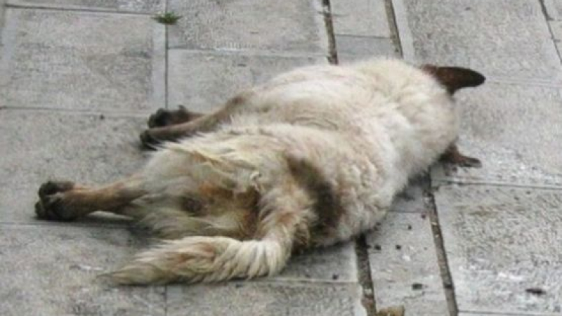 Гумаджия пребил с метална щанга до смърт бездомно куче