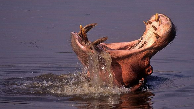 Хипопотам удави 12 деца и лодкар