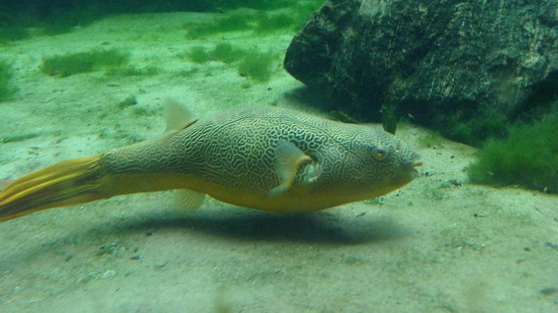 Отровна японска риба се появи в Черно море