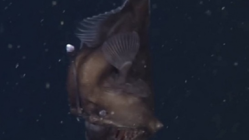 Учени заснеха неуловимия морски дявол (ВИДЕО)