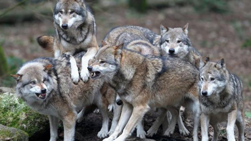 Вълците в Странджа станаха повече от хората