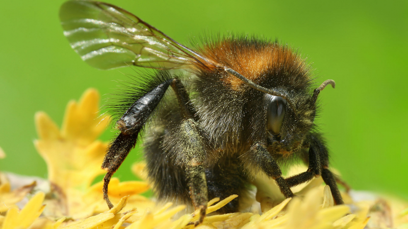 Учени предупреждават: Пчелите ще измрат напълно